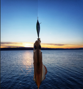 Pêche au calamar